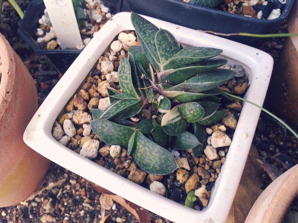 Photo by ダイコンfishさん