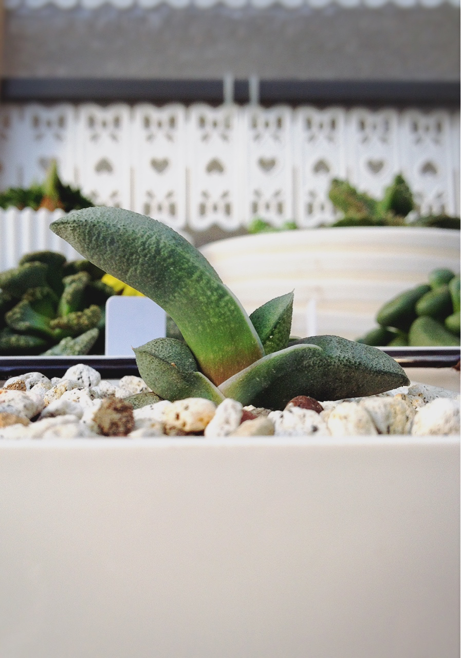 ガステリア参考写真 【公式通販】