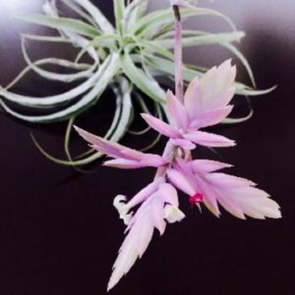 エアプランツ チランジア・カクティコラ 花