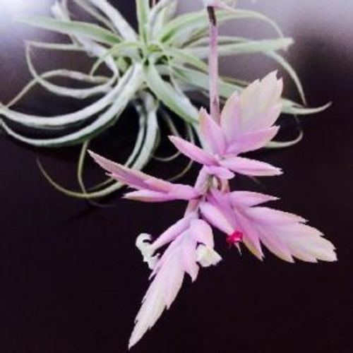 エアプランツの花を咲かせる3つの方法 咲いた後はどうする Greensnap グリーンスナップ