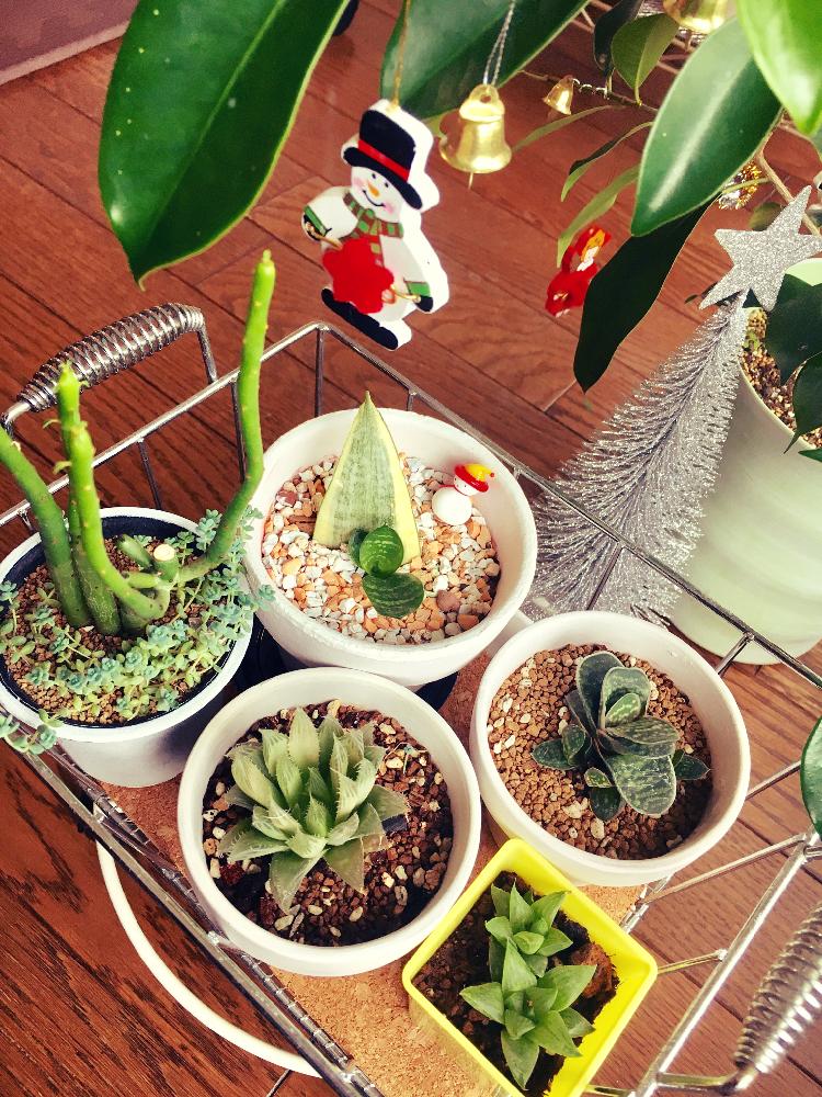 気をつけたい！ガステリアの水やりについて｜🍀GreenSnap（グリーン