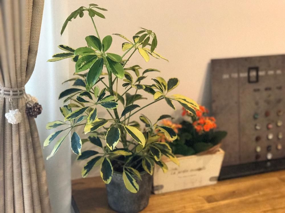 Photo by ちょこぱんさん