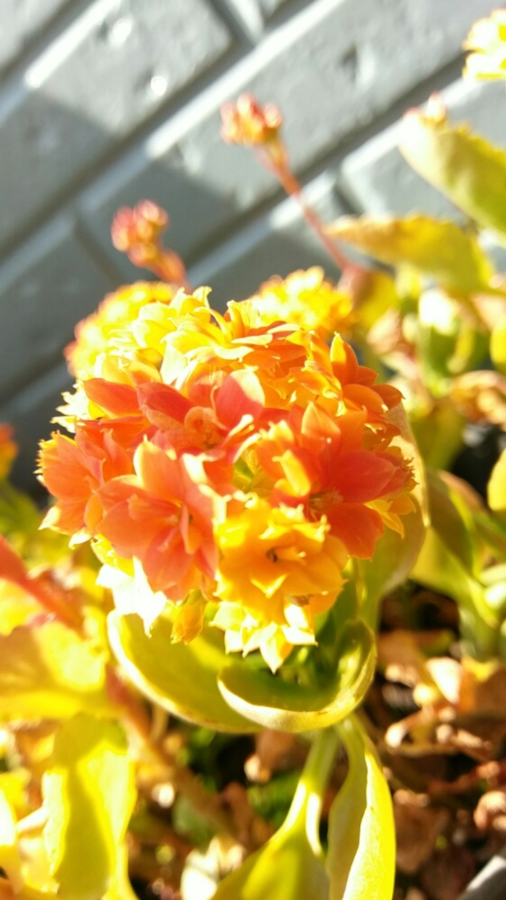 Photo by かばさん