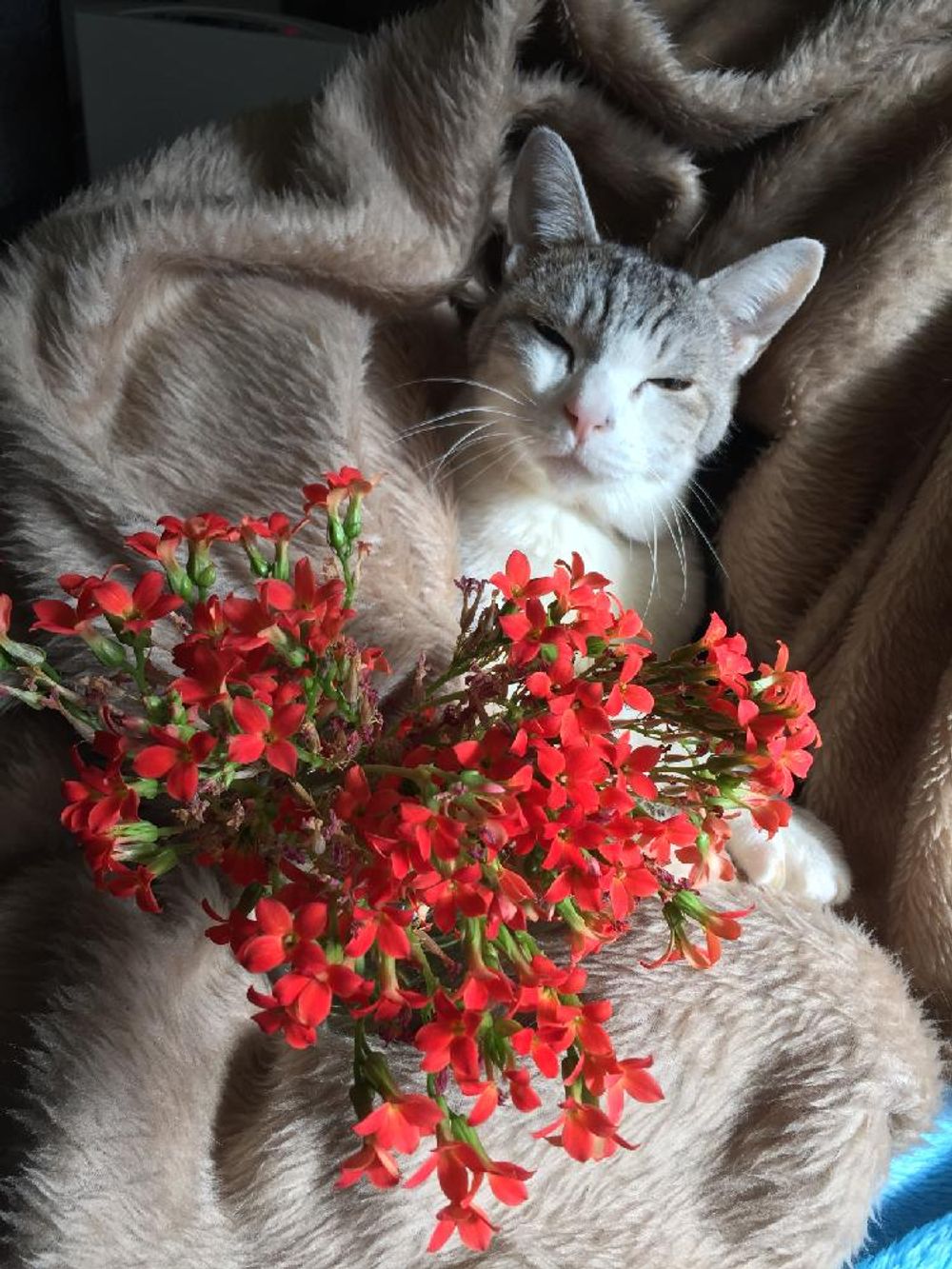 Photo by コスモスさん