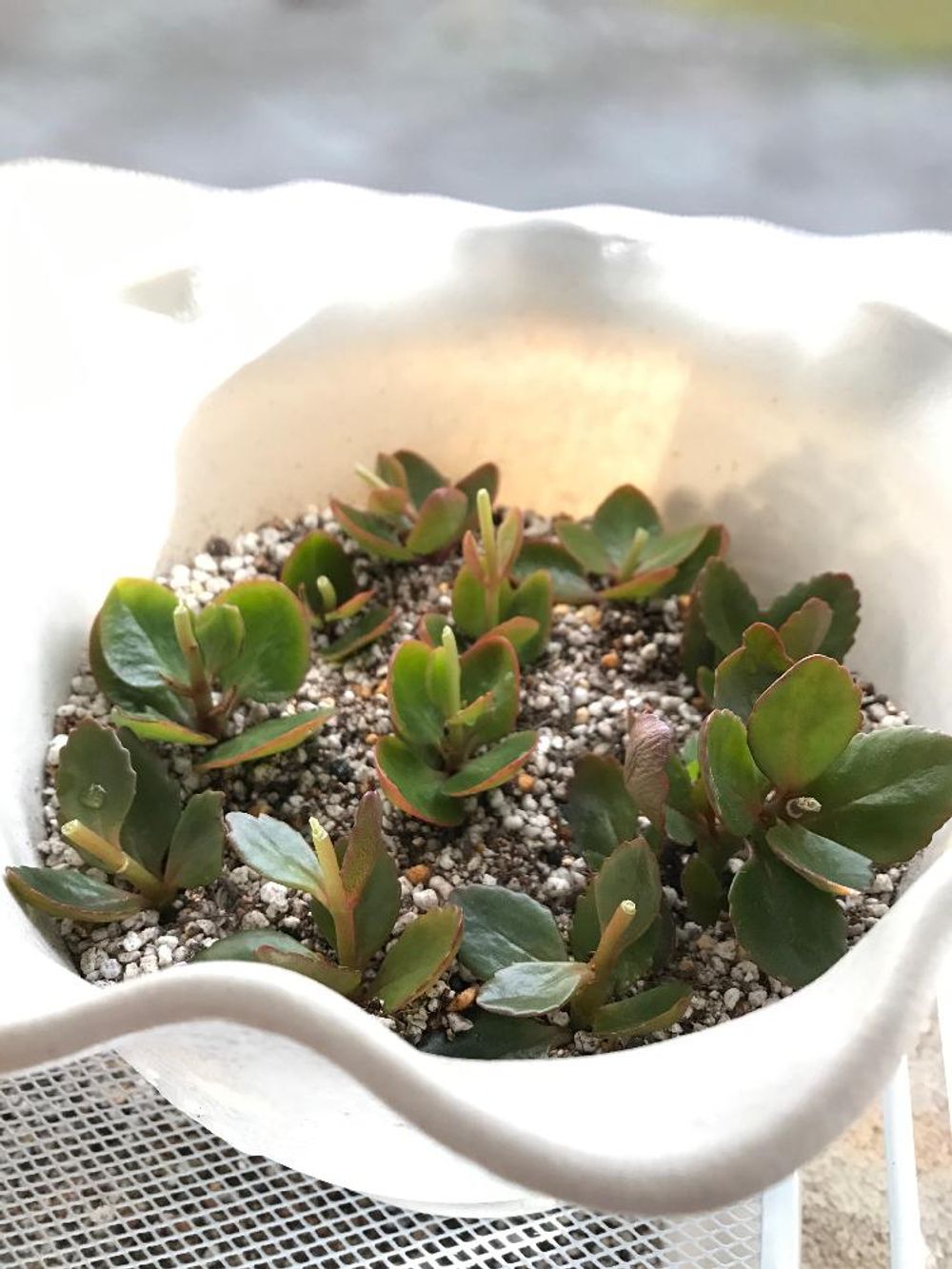 Photo by ふわふわさん