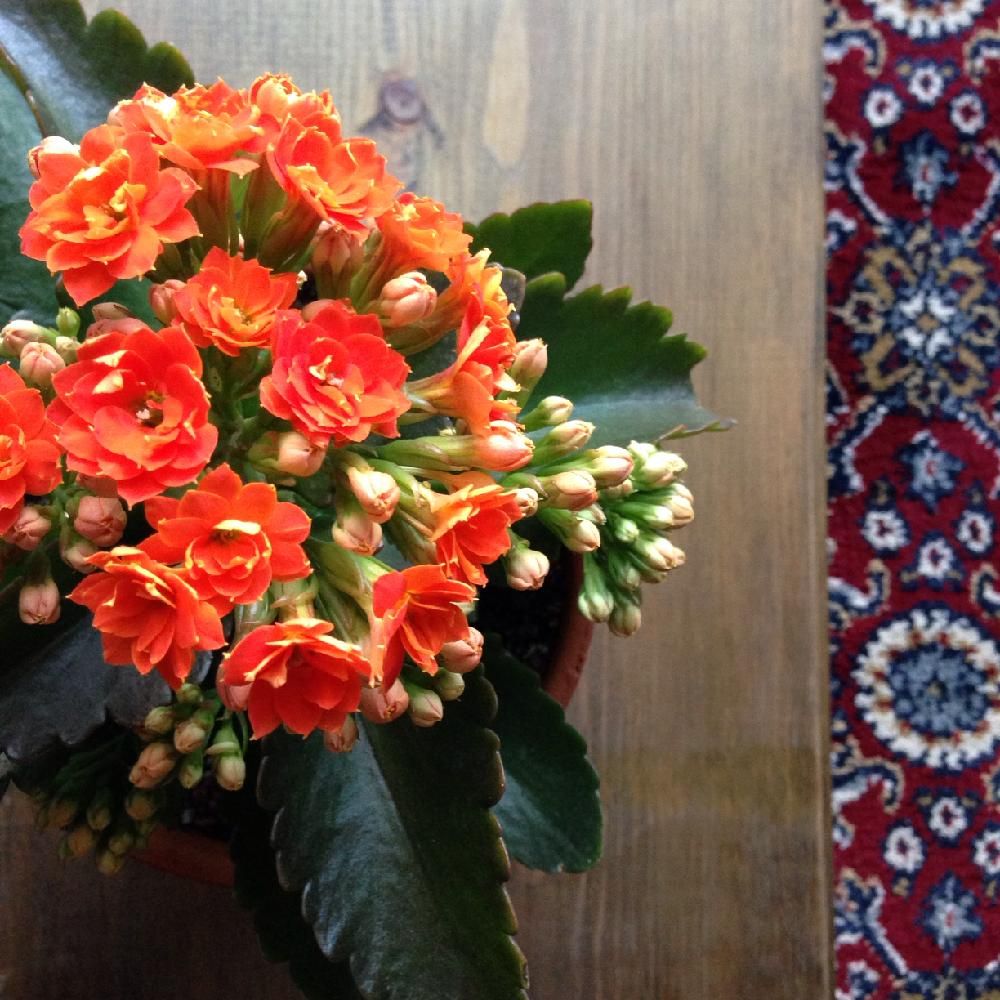 Photo by hittonさん