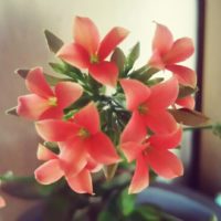 暑さに強い？カランコエはどんな植物？の画像