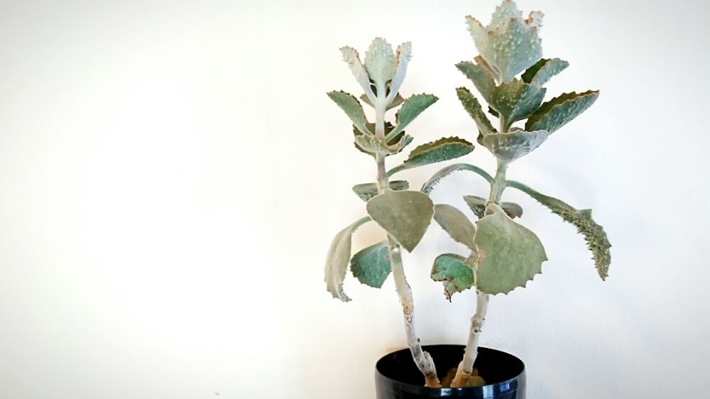 Photo by ryoman.さん