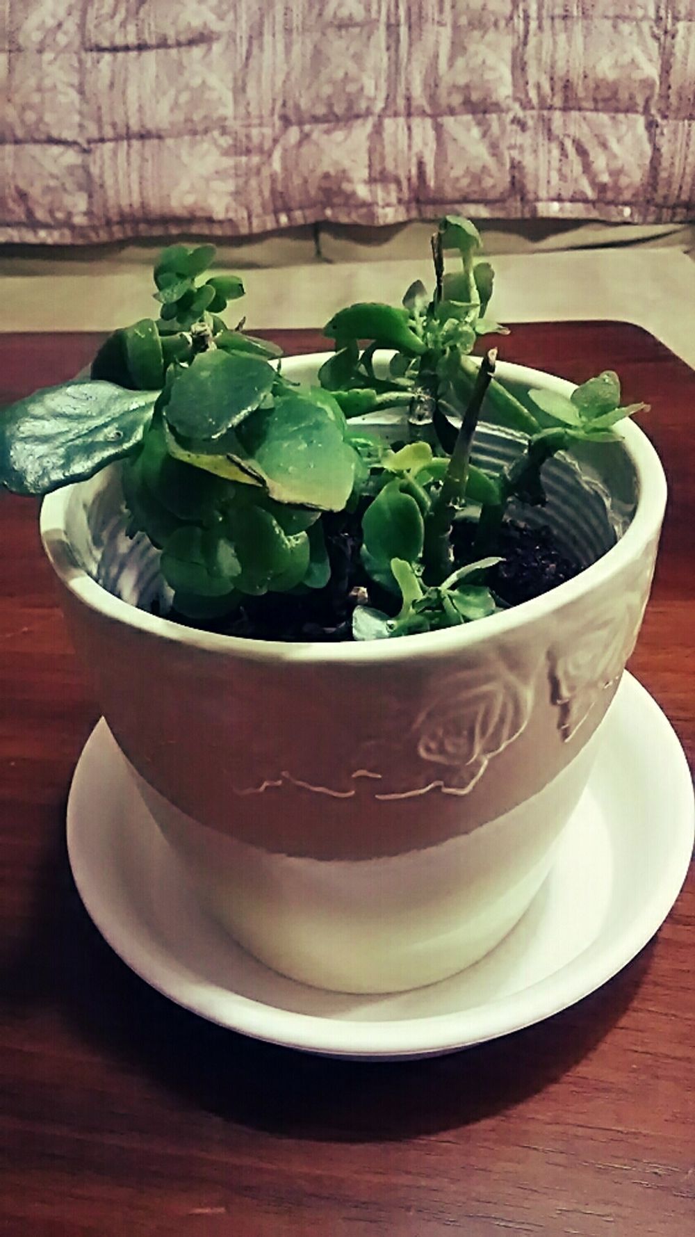 Photo by シホリーヌさん