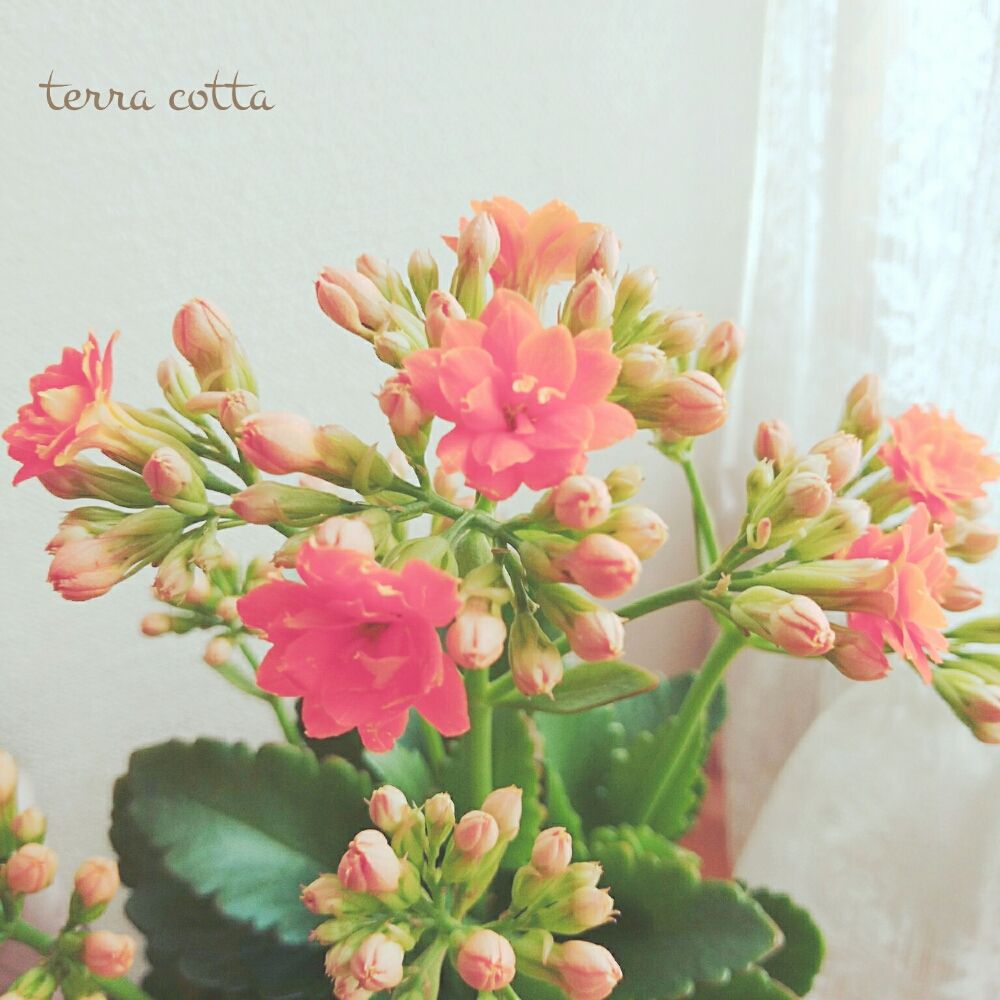 Photo by てらこったさん