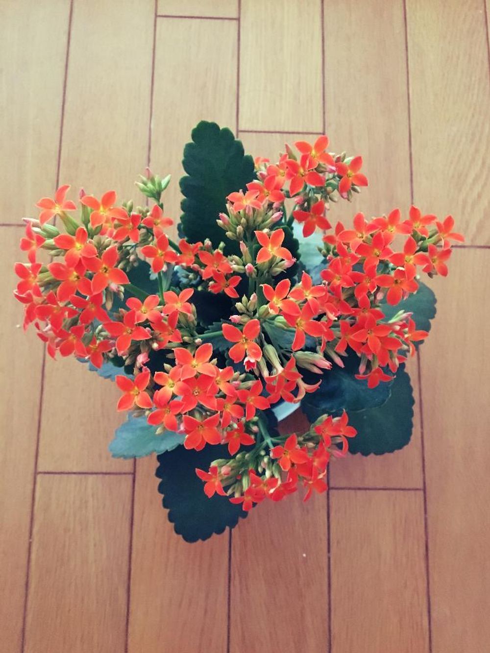 Photo by クロムさん