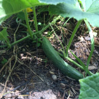 キュウリの育て方の画像