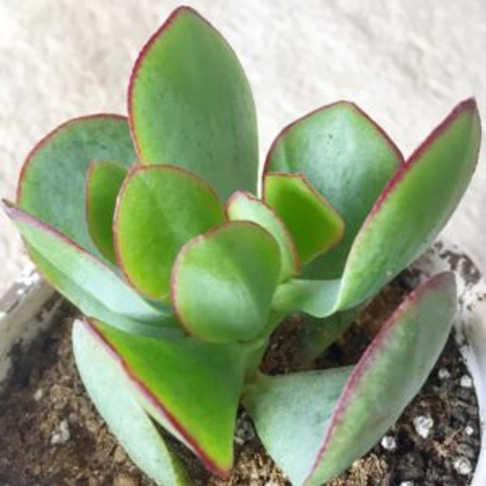 Photo by emptyさん