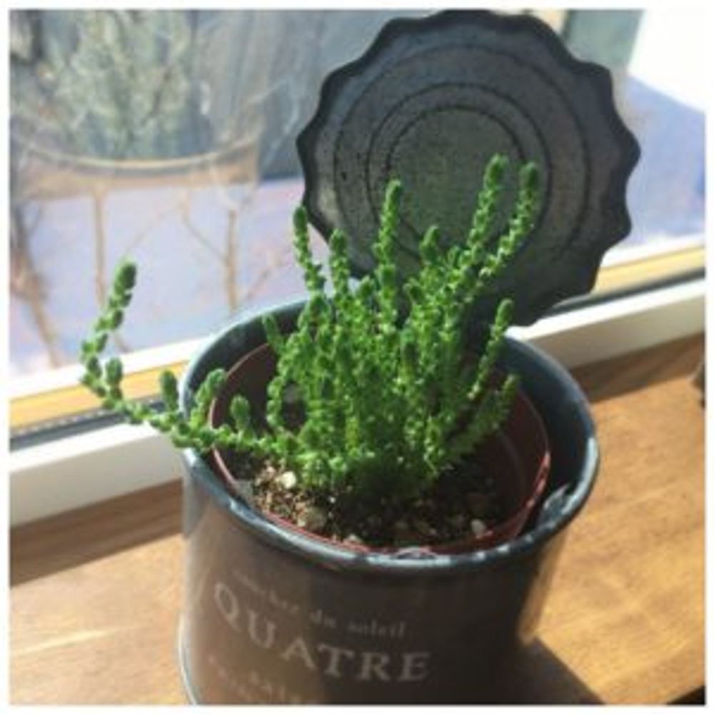 Photo by ロングさん