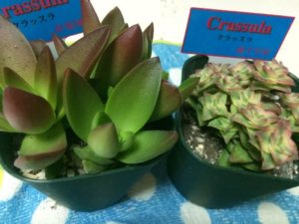 Photo by ayaswitchさん