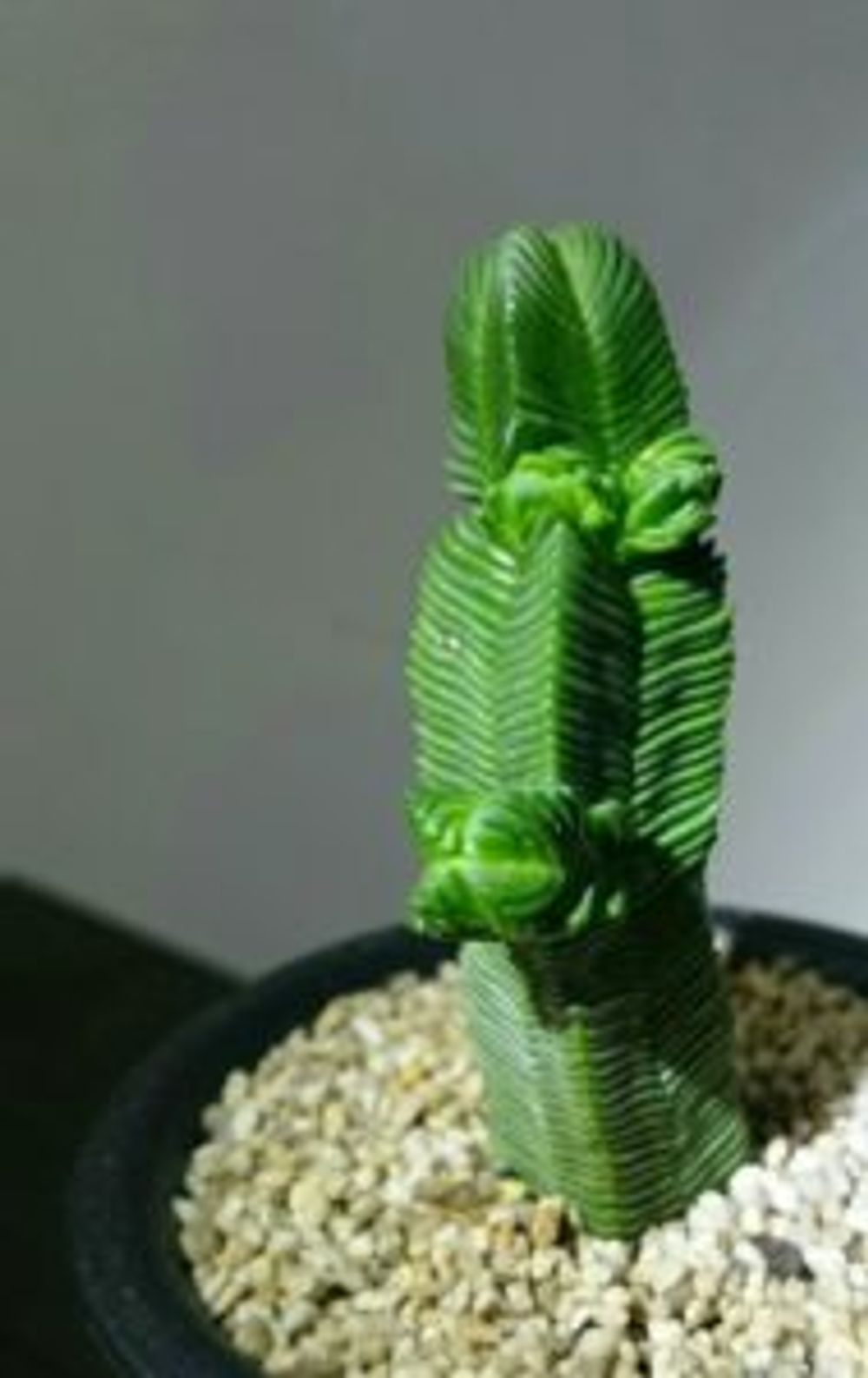 Photo by spider_whiteさん