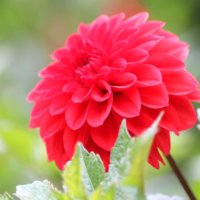 ダリアの育て方｜球根は植えっぱなしでもOK？鉢植えがおすすめ？の画像