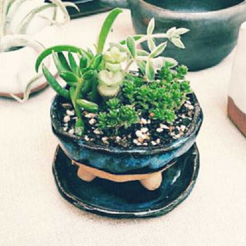 Photo by 陶laboプランツ部さん