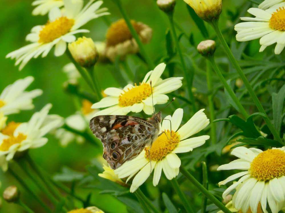 マーガレット 白い花