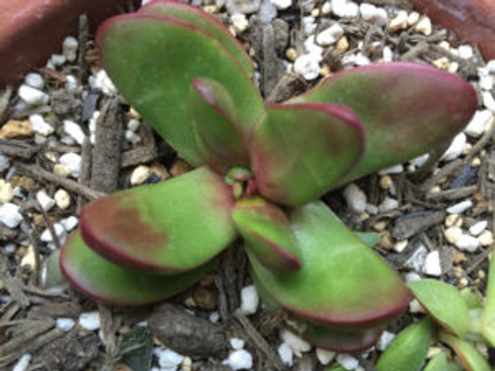 Photo by shu_fonさん