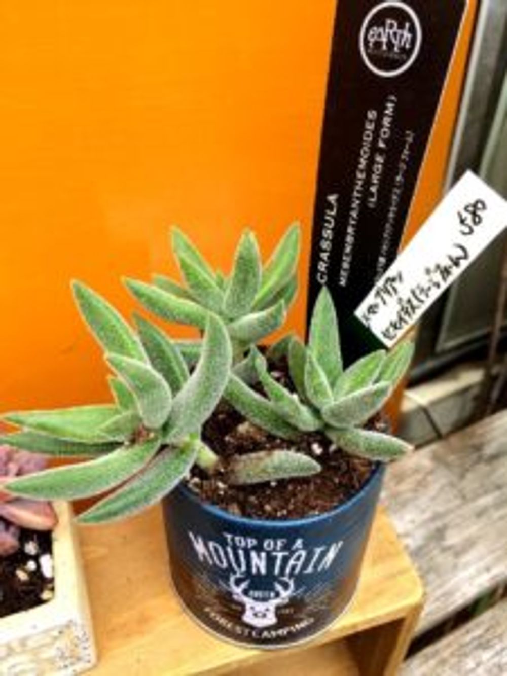 Photo by 田村みかん。さん