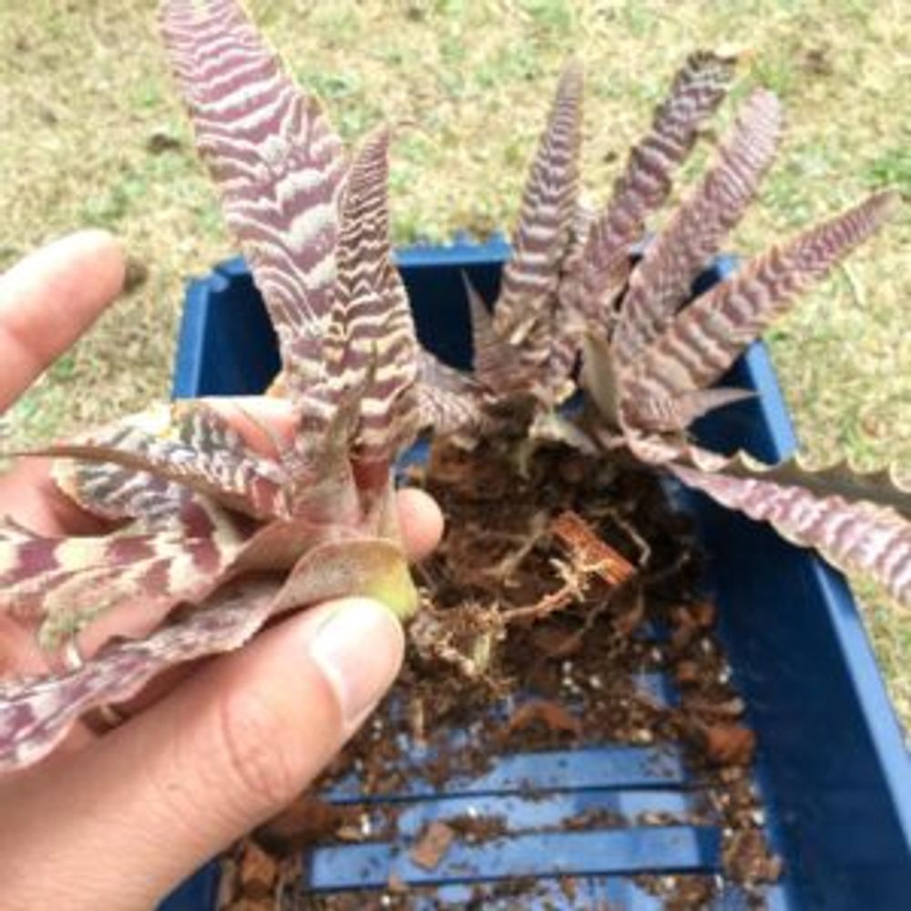 Photo by shinchanさん