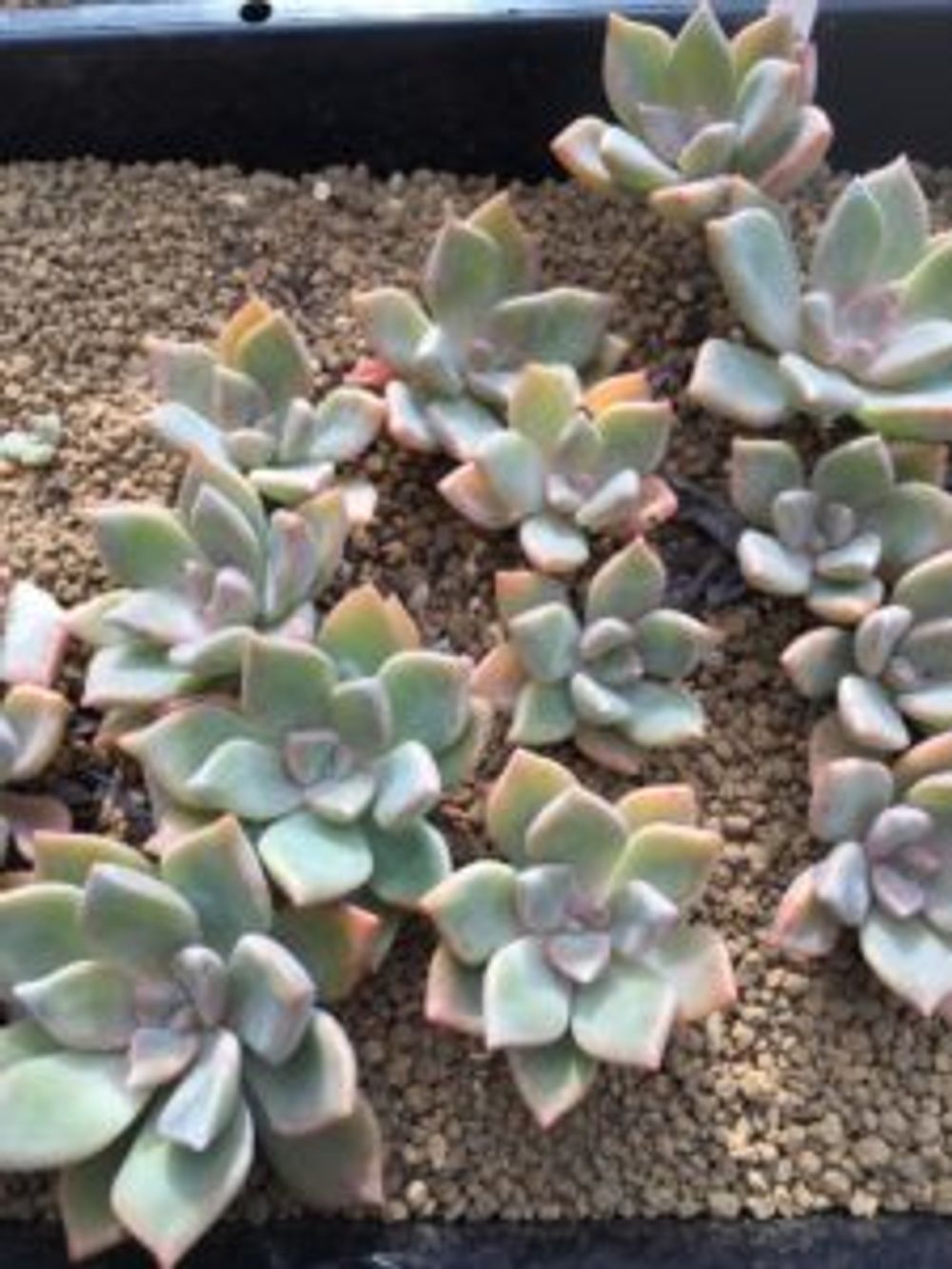 Photo by ベビーリーフさん