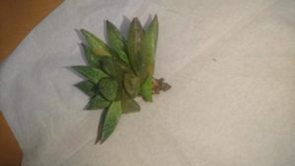 Photo by doctor徒長クララひでじさん