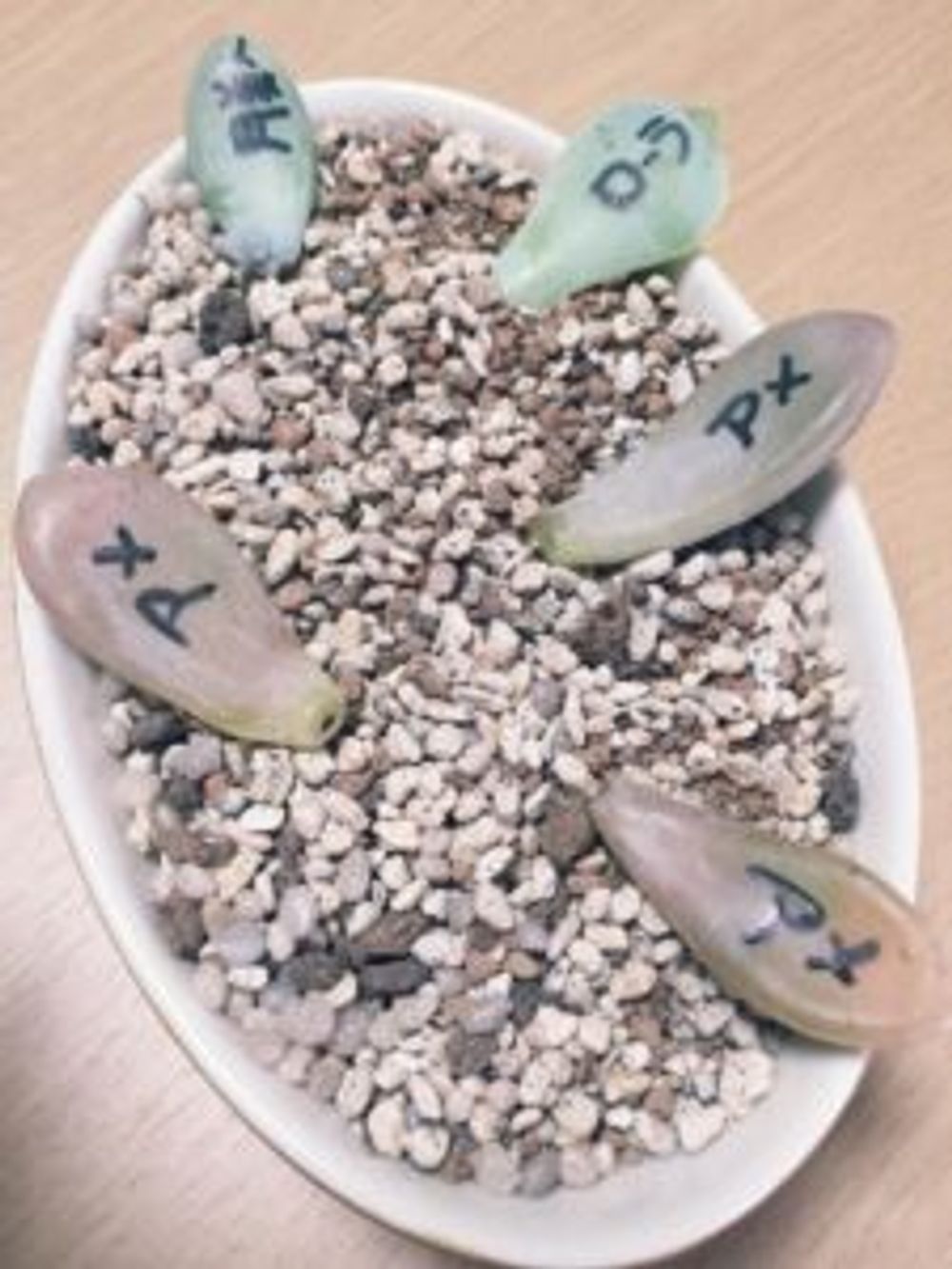 Photo by ちむちむさん