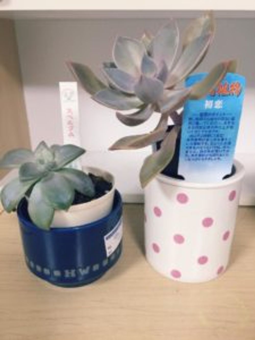 Photo by Greenlab＊aoiさん