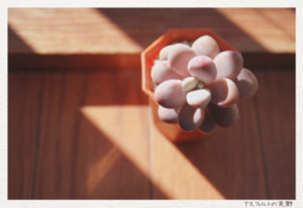 Photo by アスファルトの荒野さん