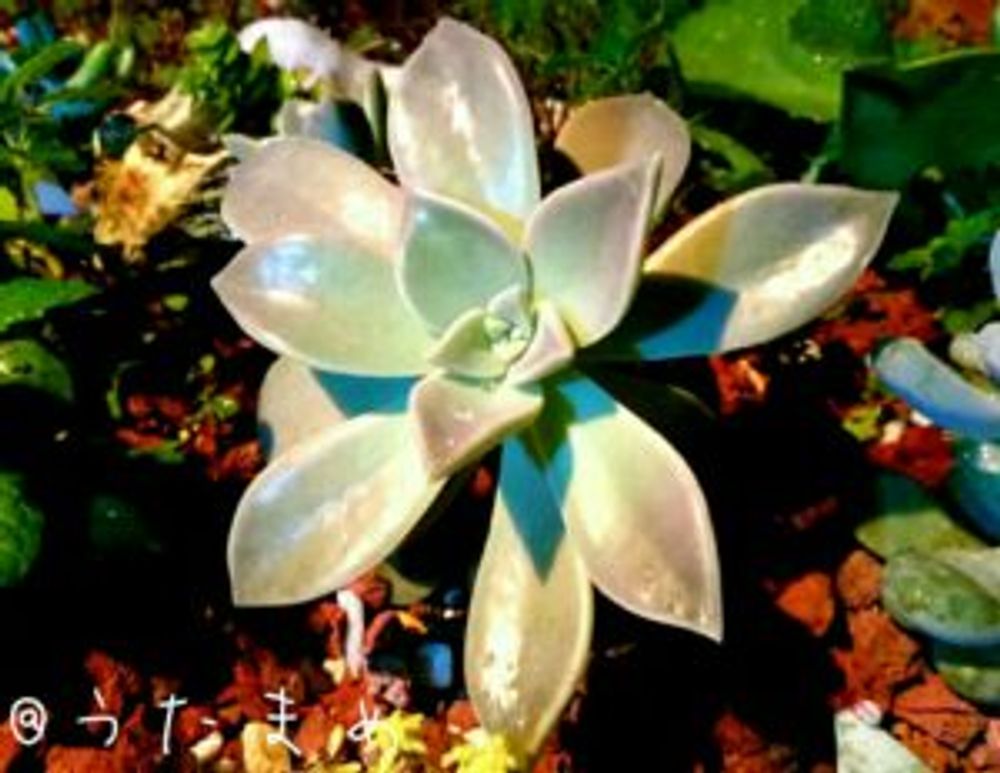 Photo by うたまめさん