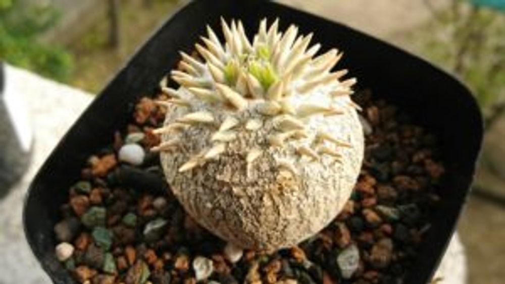 Photo by ポリさん