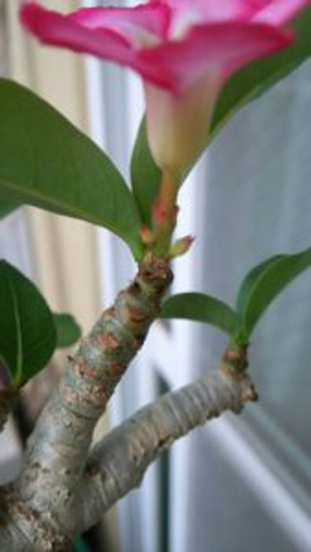 Photo by sumomoさん