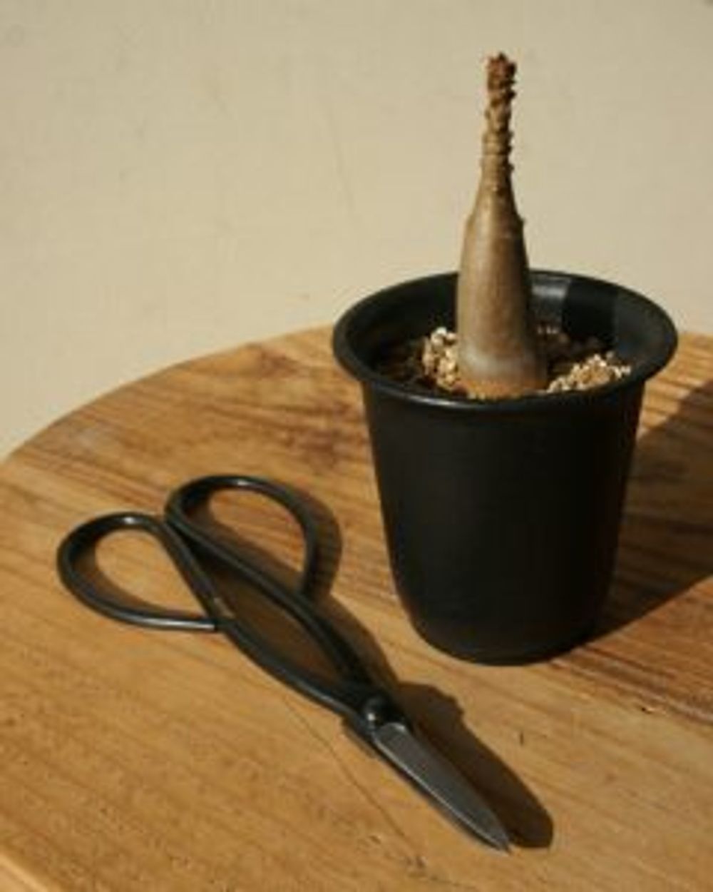 Photo by Unfloatさん