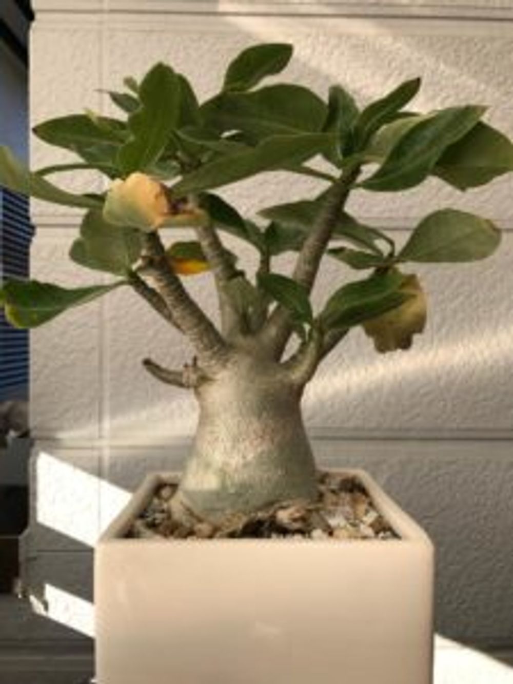 Photo by ぐんちゃんさん