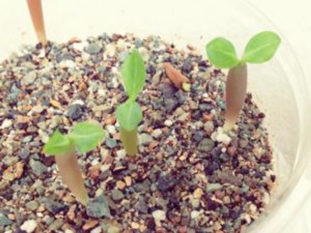 Photo by クマ笹さん