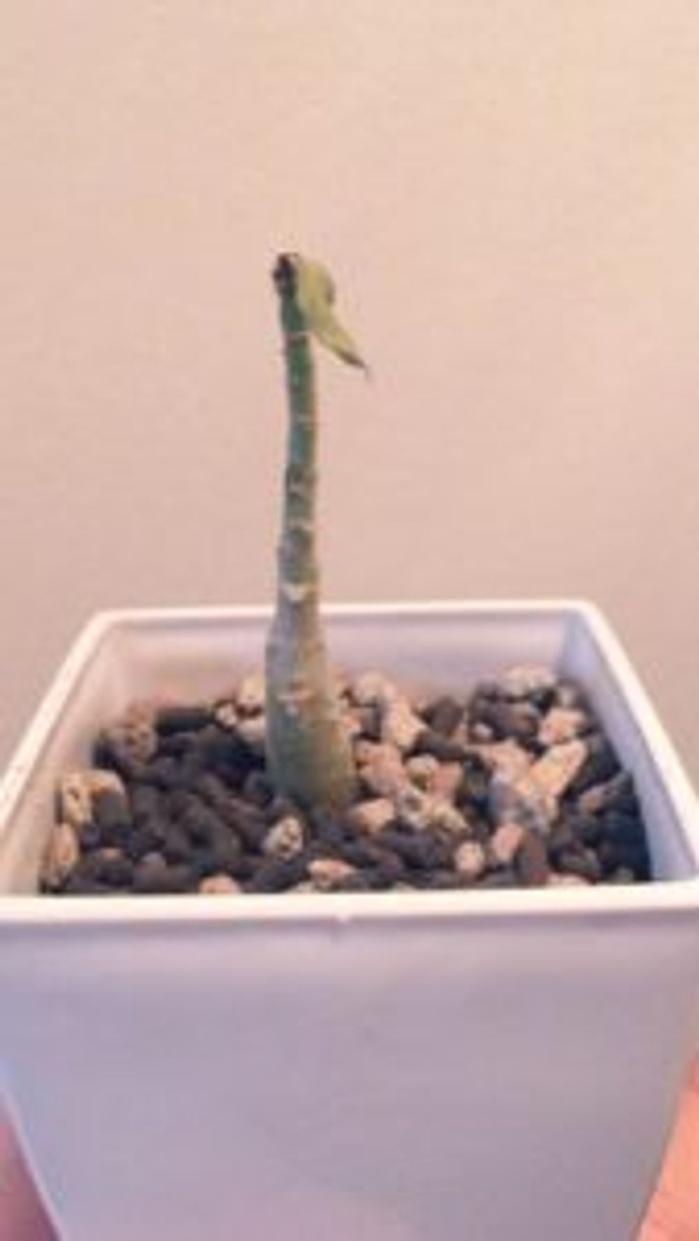 Photo by とっちさん