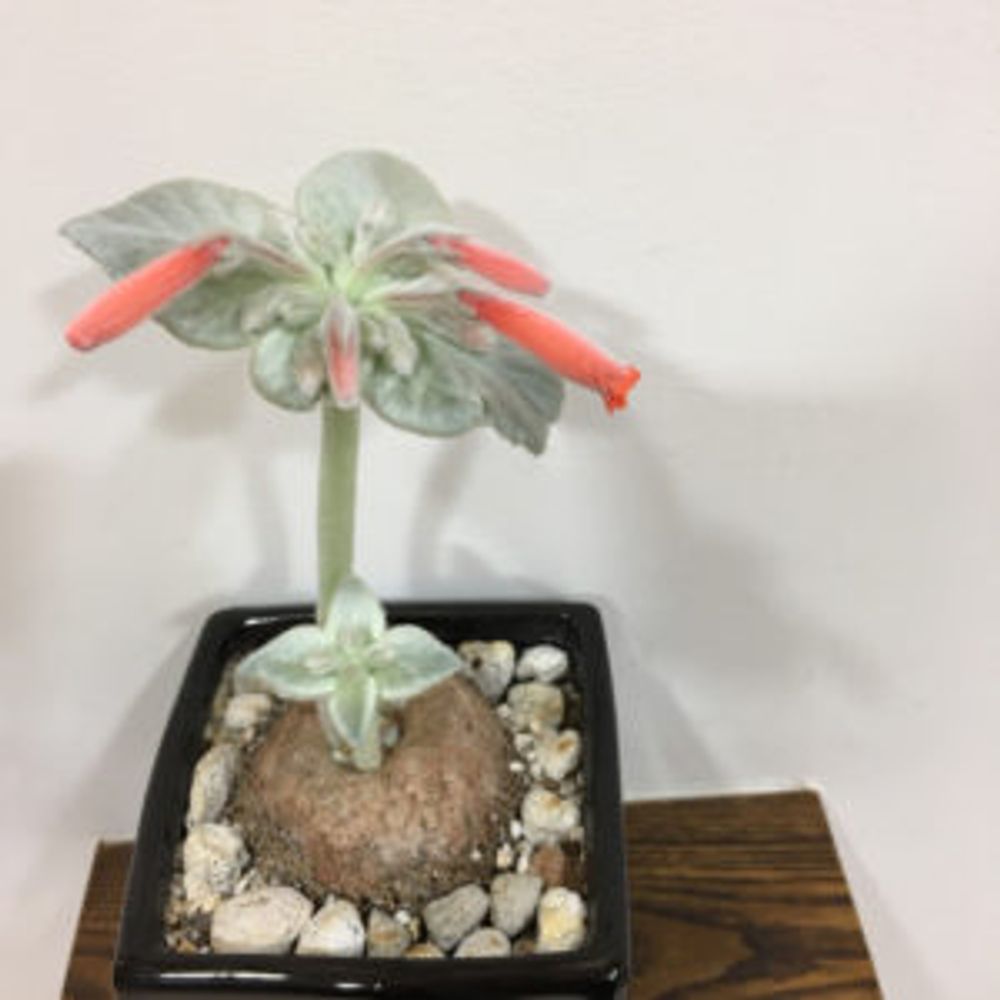 Photo by 歩く葵来こさん