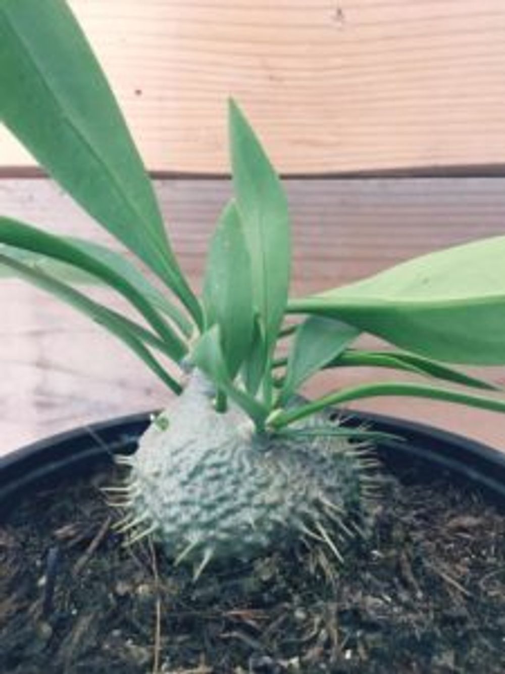 Photo by シャラクさん