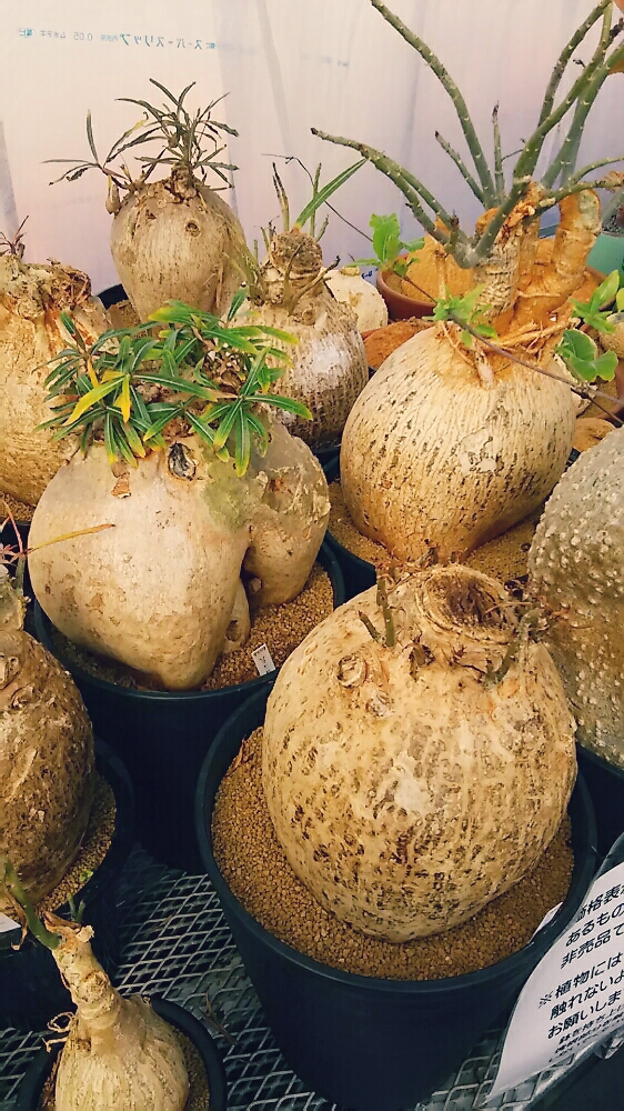 コーデックス類を寄せ植えする時の注意点｜🍀GreenSnap（グリーン