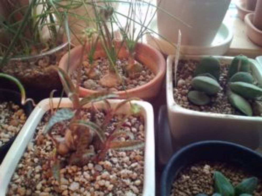 Photo by ダイコンfishさん