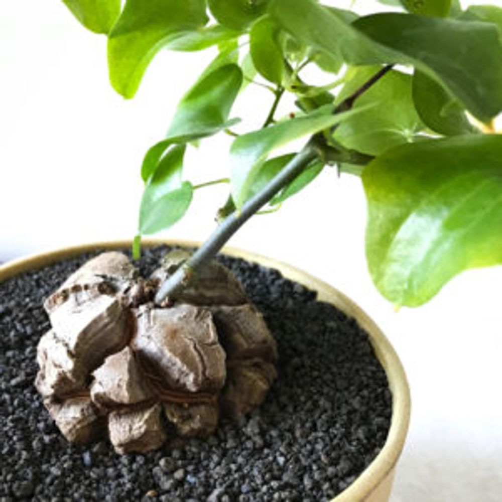 Photo by nao03さん