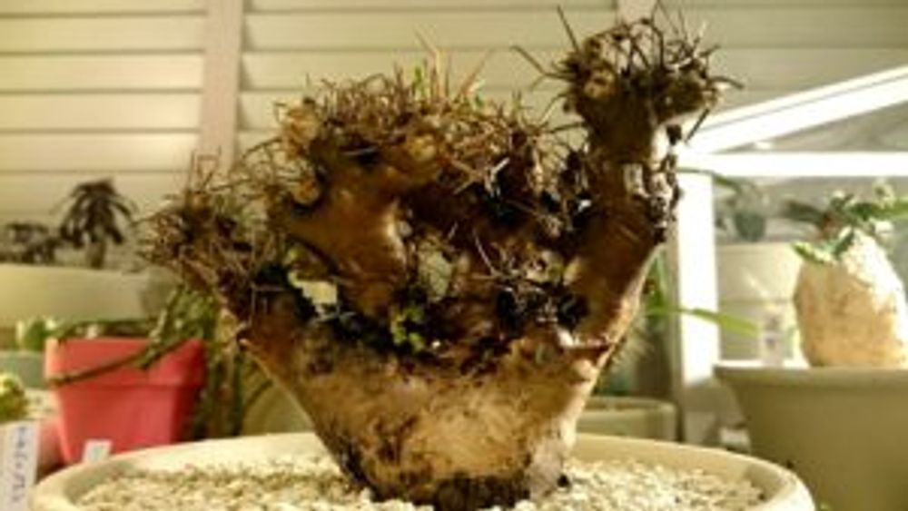 Photo by calcolmさん