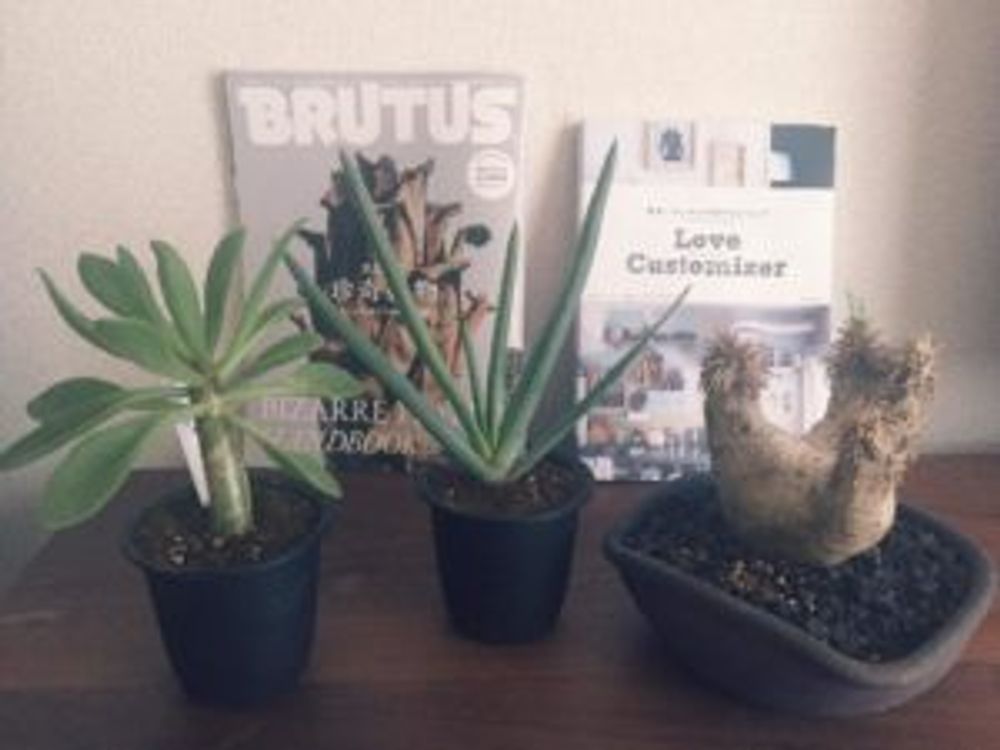 Photo by キャオさん