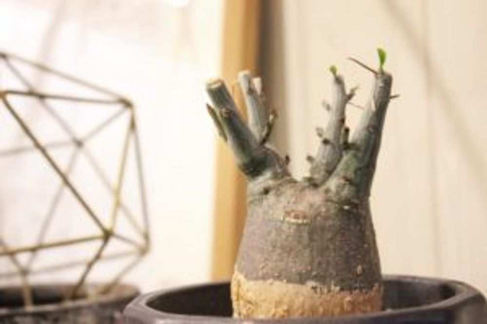 Photo by sig0320さん