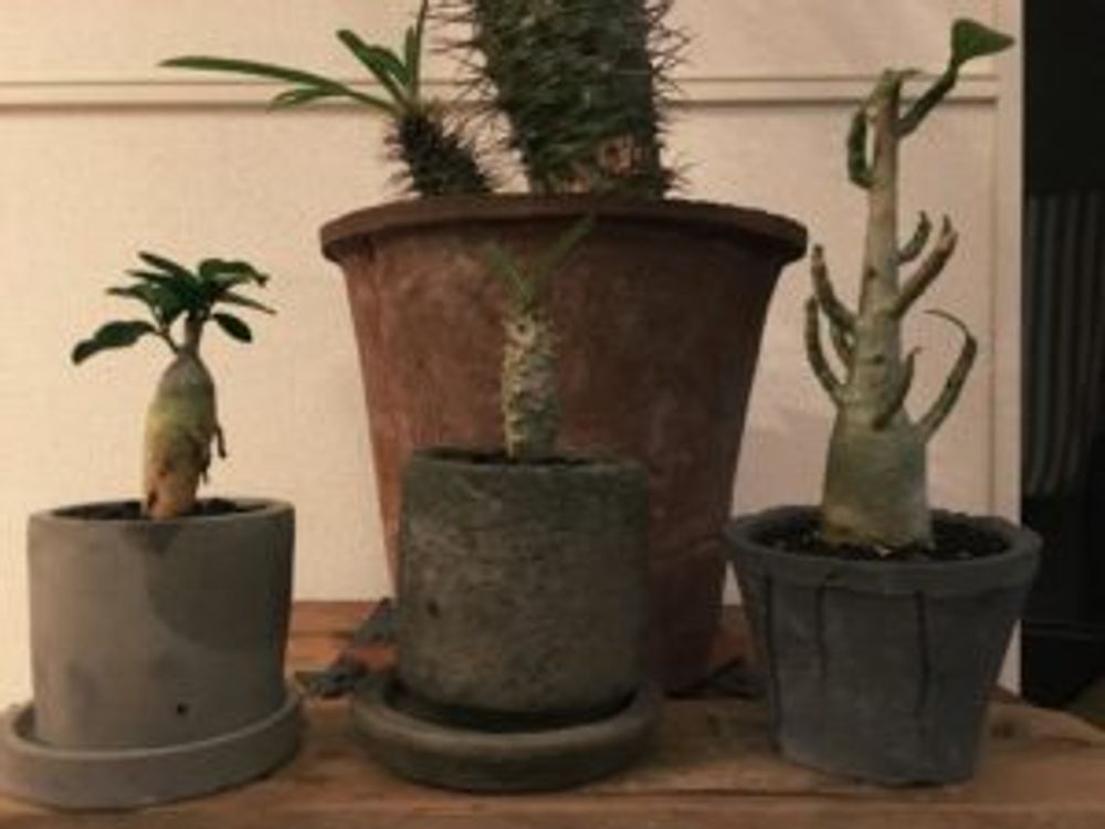 Photo by ナッシーさん