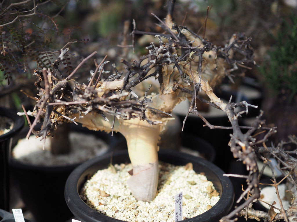 コーデックス類は暑さに弱い？｜🍀GreenSnap（グリーンスナップ）