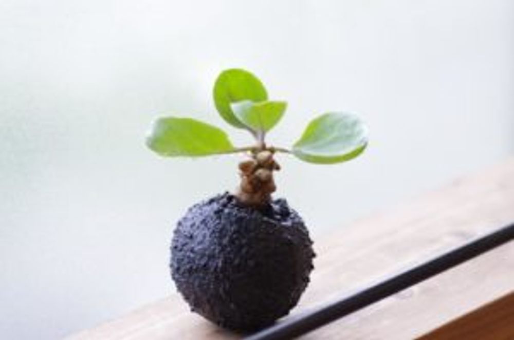 Photo by inoka＋krehaさん