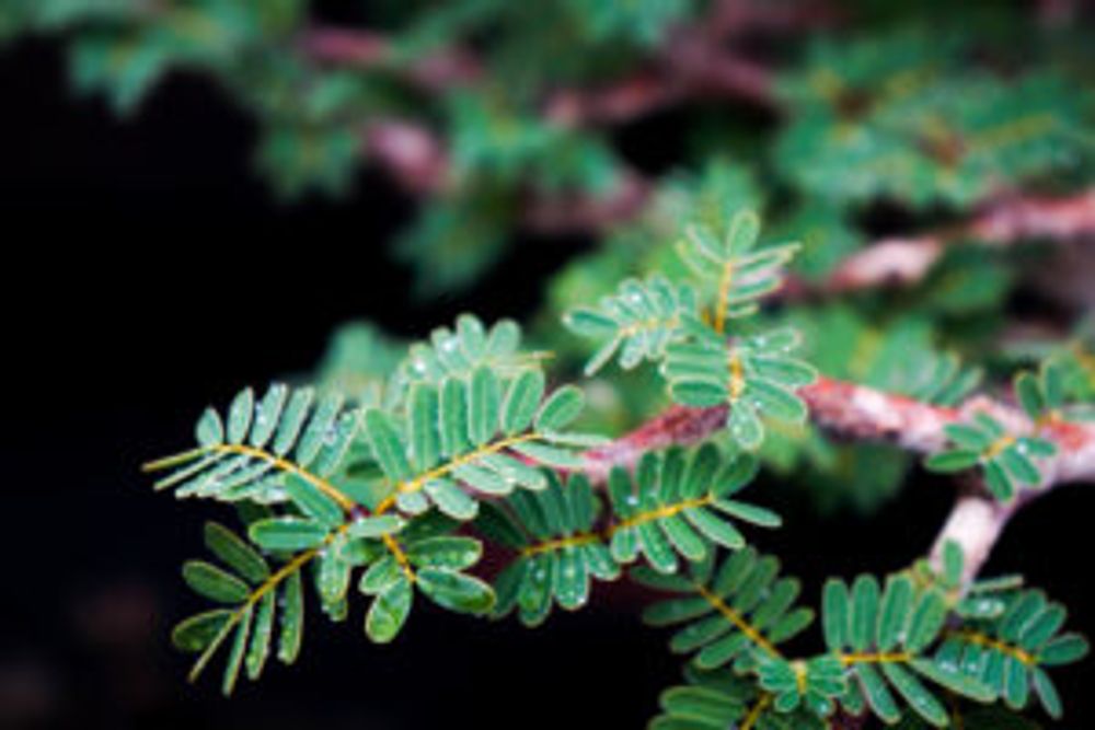 Photo by kemuriradioさん